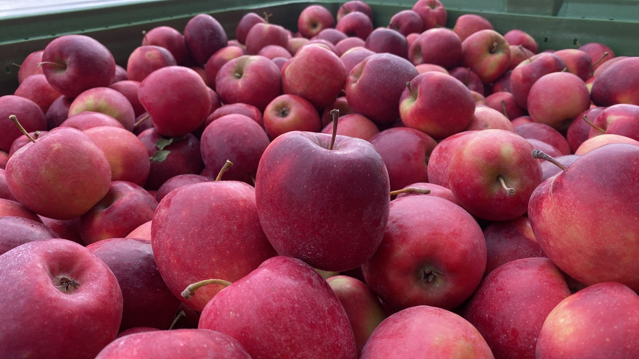 Innovative bioproducts for fruit protection at storage