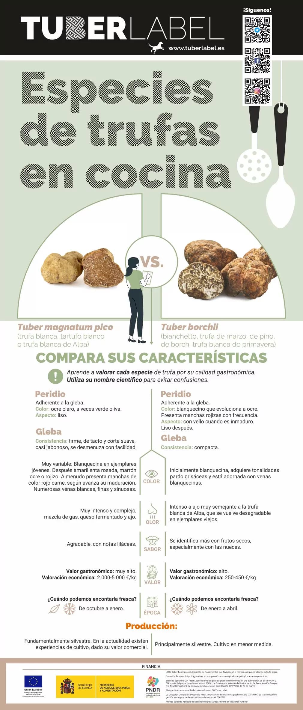 Truffes Tuber magnatum pico et Tuber borchii : espèces, caractéristiques et valeur marchande