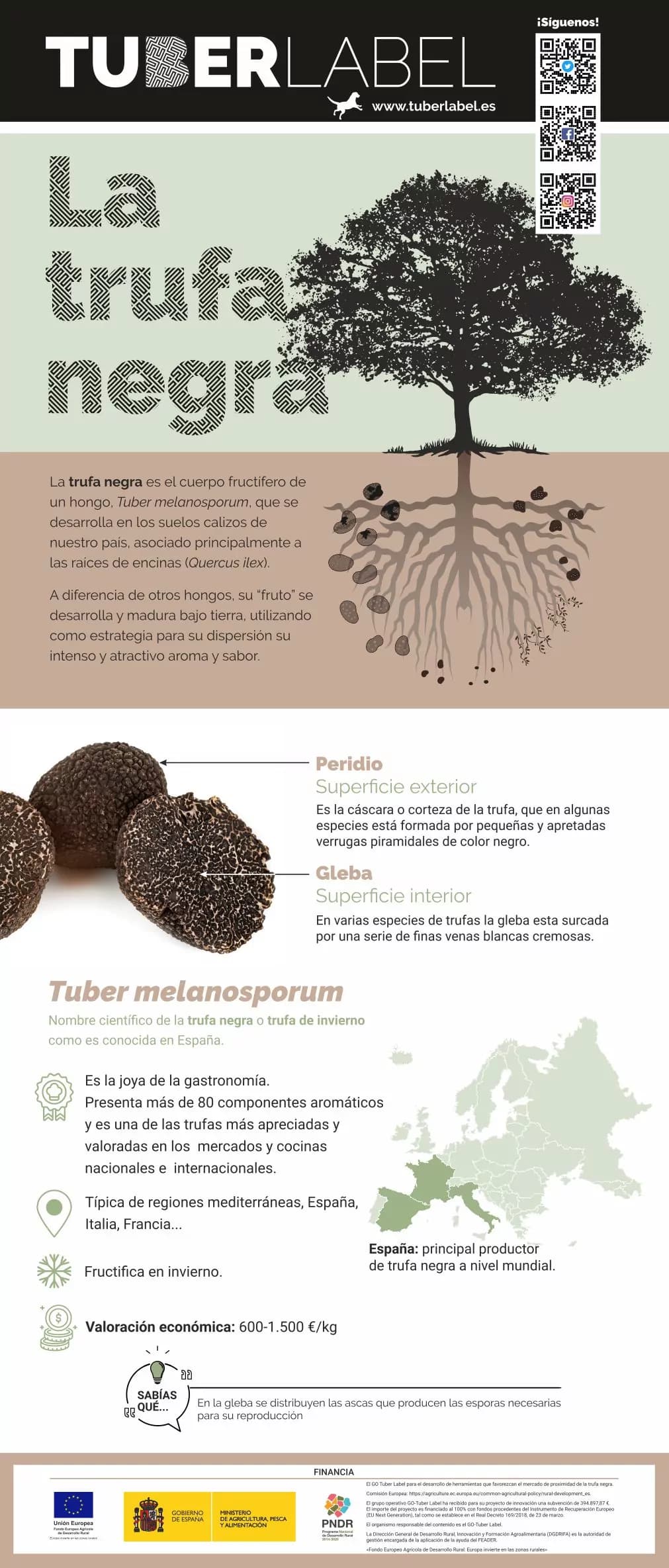 Schwarze Trüffel (Tuber melanosporum): Art, Merkmale und wirtschaftliche Bewertung