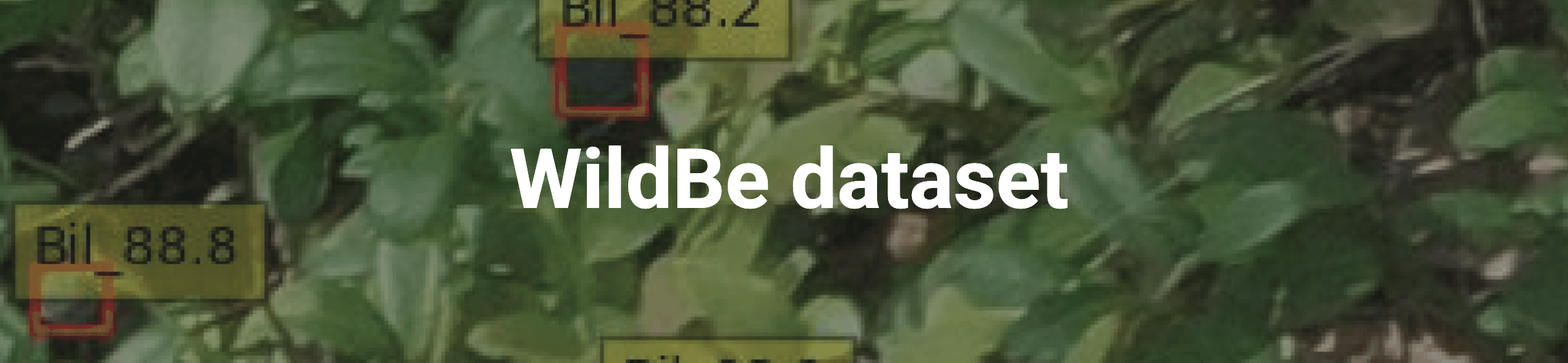 WildBe